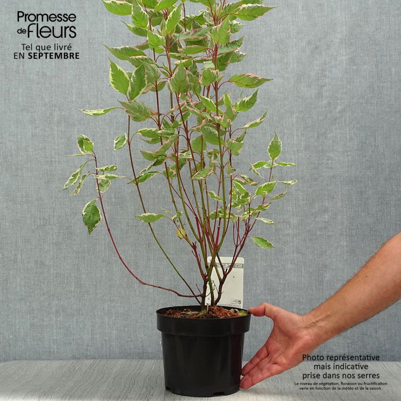 Amostra de Corniso branco Miracle - Cornus alba Vaso de 3 L/4 L tal como entregue no outono