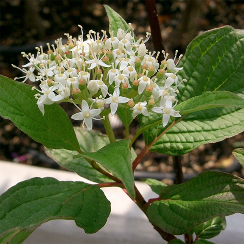 Corniso branco Sibirica (Floração)
