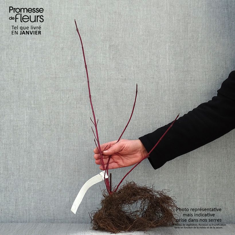 Amostra de Corniso branco Sibirica Raízes nuas tal como entregue no inverno