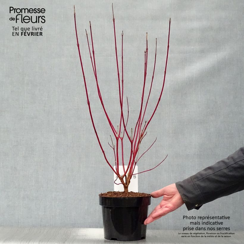 Amostra de Corniso branco Sibirica Vaso de 2 L/3 L tal como entregue no inverno