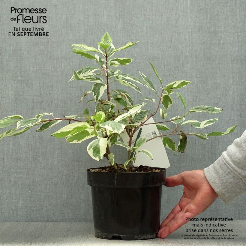 Amostra de Corniso branco Sibirica Variegata Vaso de 2 L/3 L tal como entregue no outono