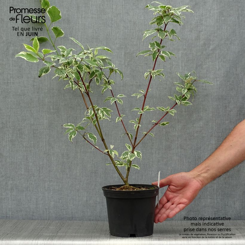 Amostra de Corniso branco Sibirica Variegata Vaso de 2 L/3 L tal como entregue no verão