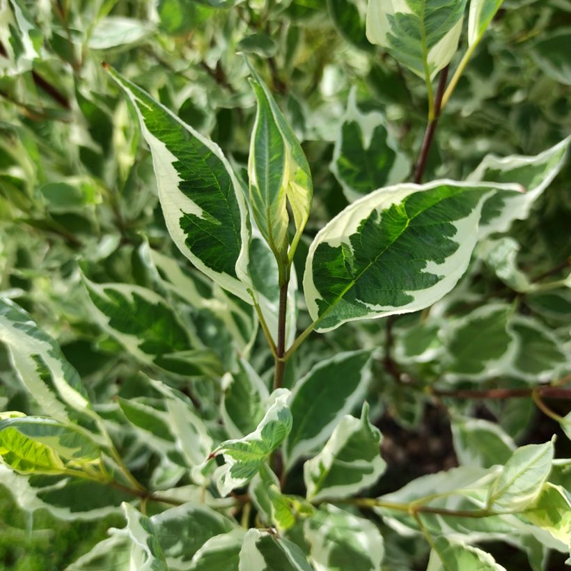 Corniso branco Sibirica Variegata (Folhagem)