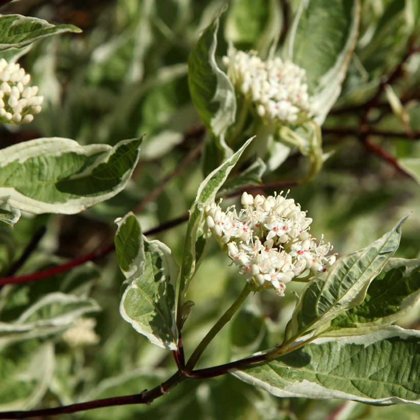 Corniso branco Sibirica Variegata (Floração)