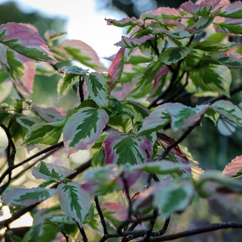 Cornus alternifolia Argentea (Folhagem)