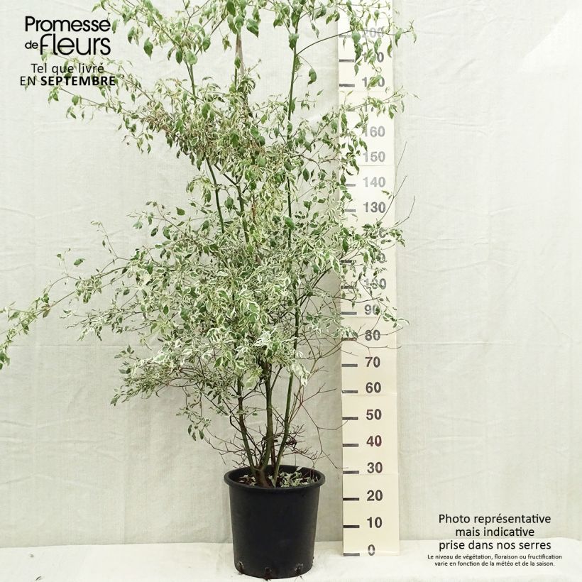 Amostra de Cornus alternifolia Argentea Vaso de 20 L/25 L tal como entregue no outono