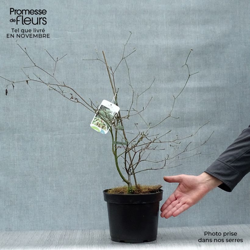 Amostra de Cornus alternifolia Argentea Vaso de 3 L/4 L tal como entregue no outono