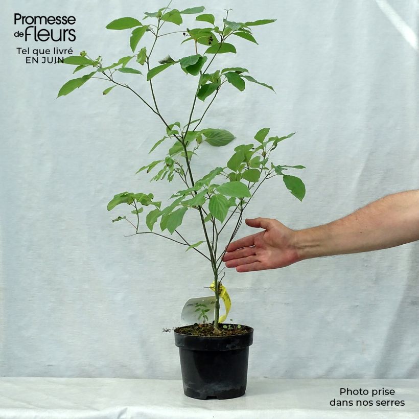 Amostra de Cornus alternifolia Vaso de 3 L/4 L tal como entregue no verão