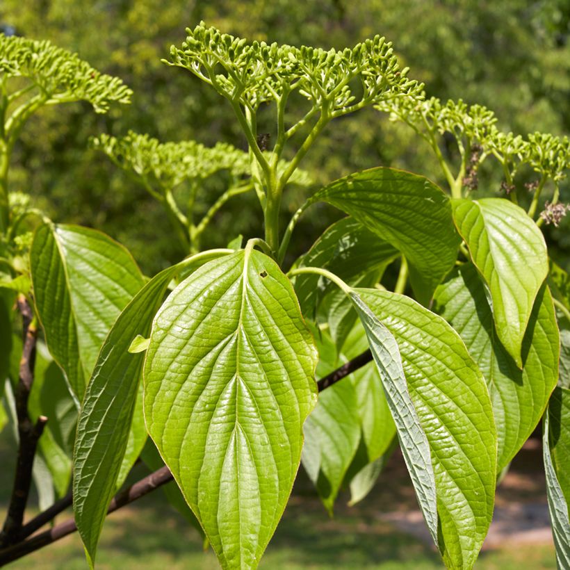 Cornus alternifolia (Folhagem)
