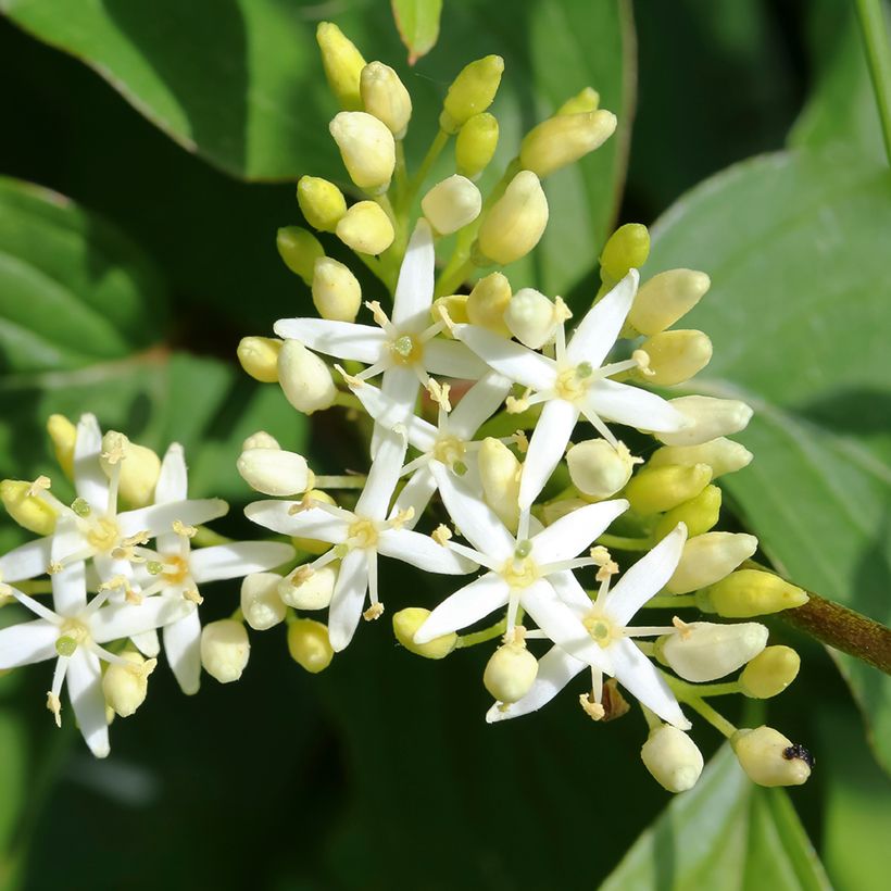 Cornus alternifolia (Floração)
