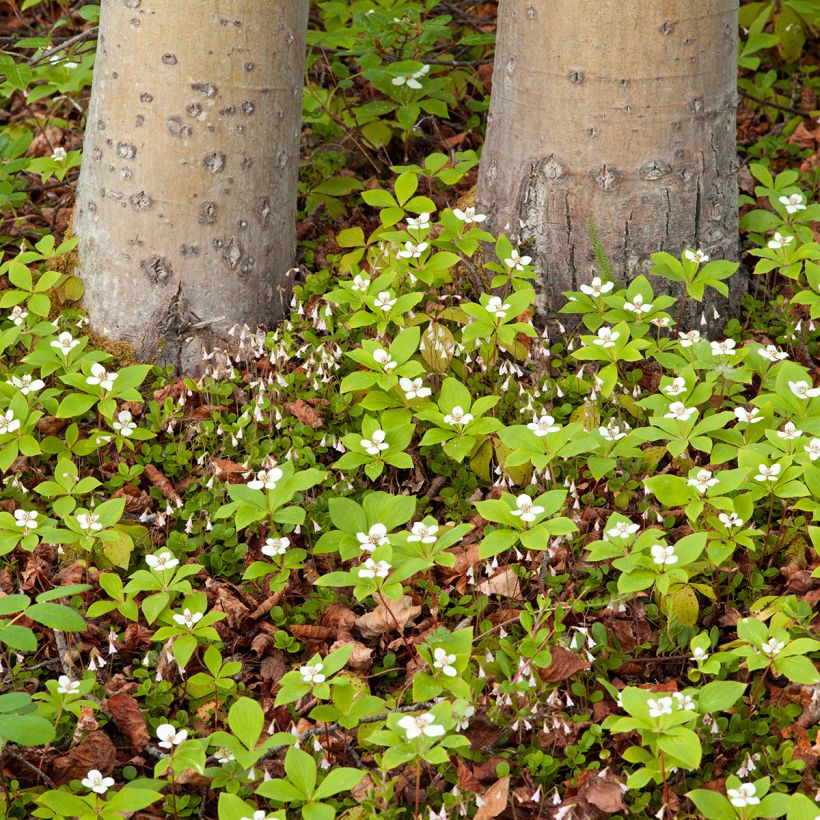 Cornus canadensis (Hábito)