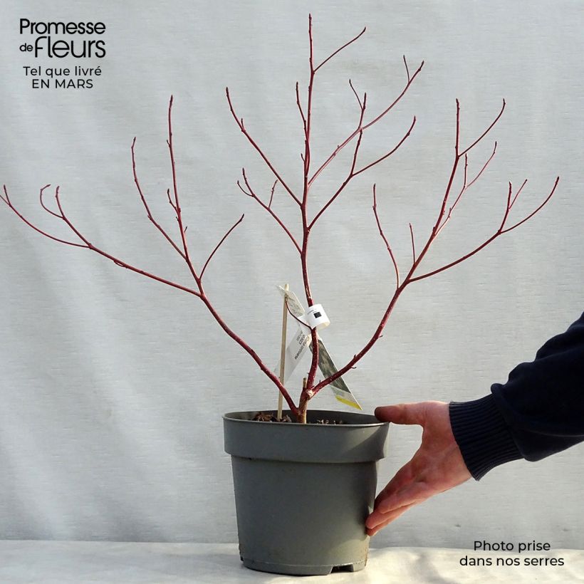 Amostra de Cornus controversa Vaso de 4 L/5 L tal como entregue na primavera