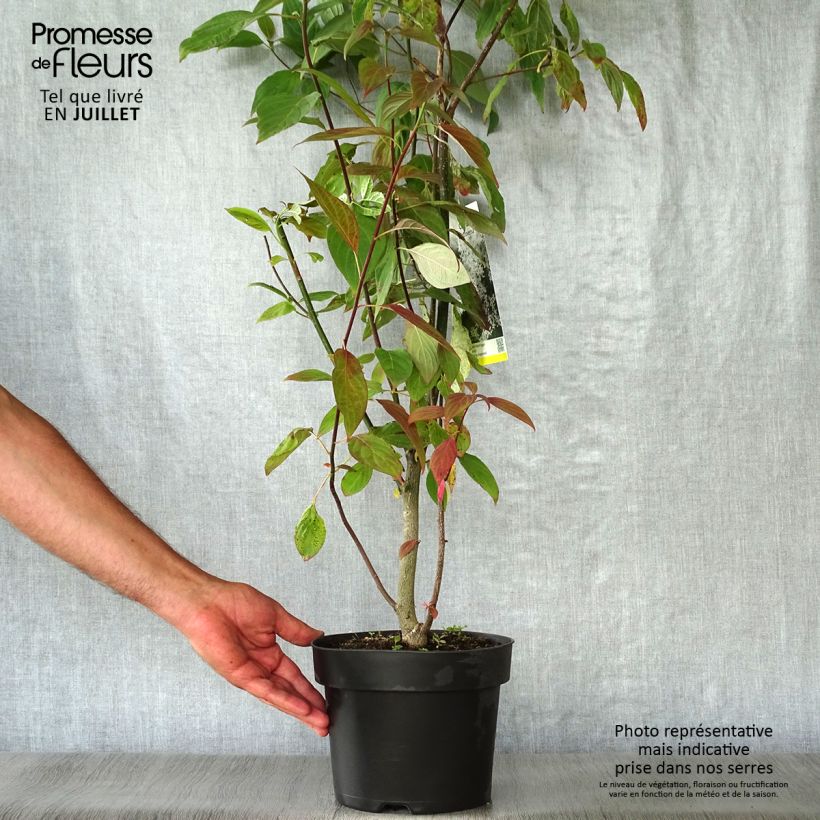 Amostra de Cornus controversa Vaso de 4 L/5 L tal como entregue no verão