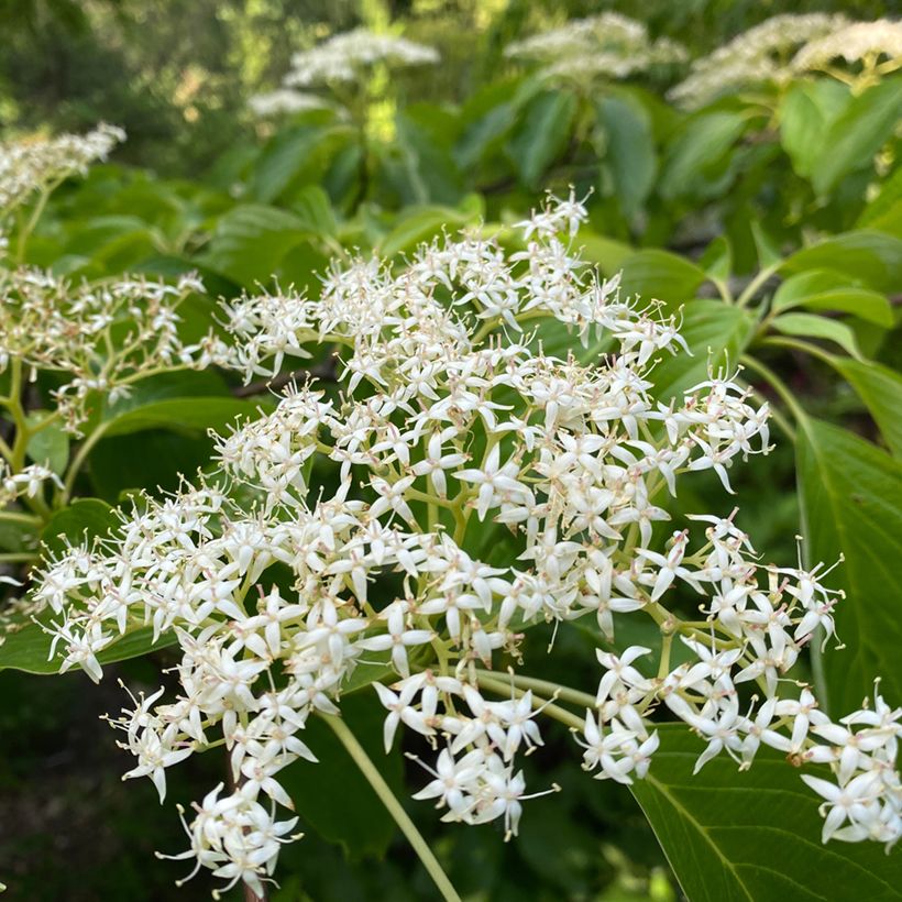 Cornus controversa (Floração)