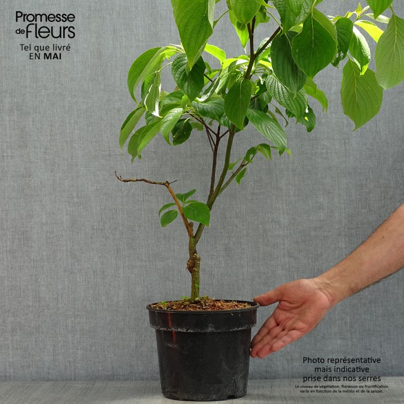 Amostra de Cornus controversa Pagoda Vaso de 4 L/5 L tal como entregue na primavera