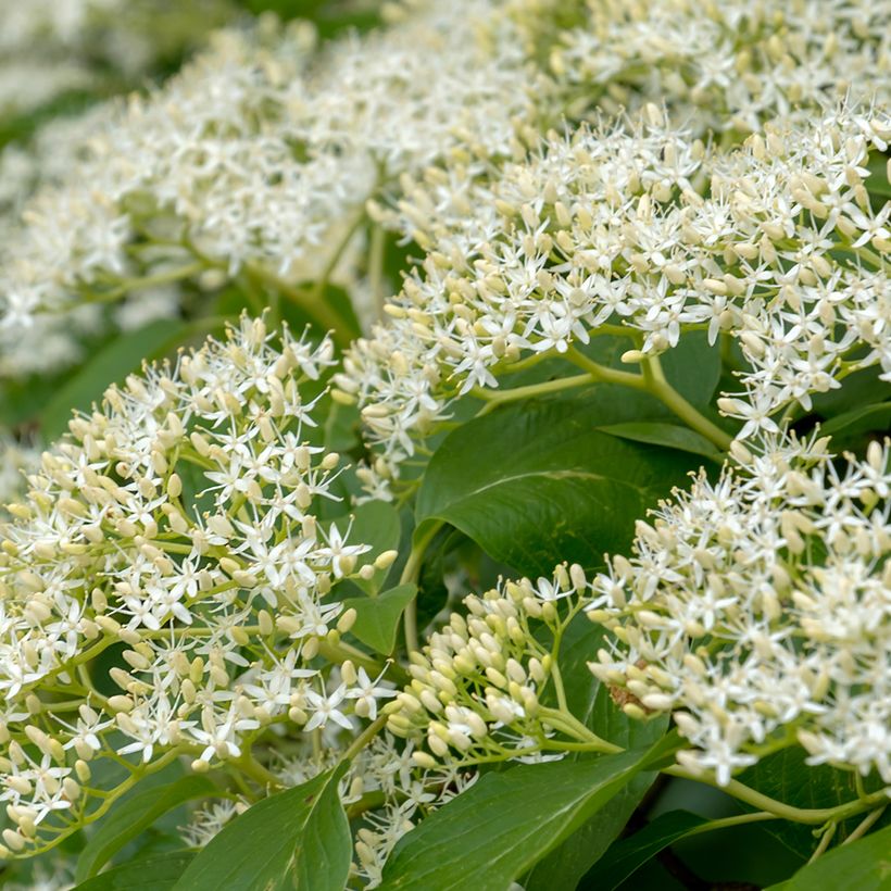 Cornus controversa Pagoda (Floração)