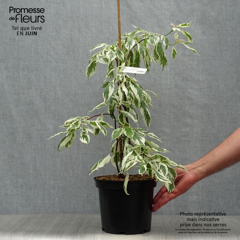 Amostra de Cornus controversa Variegata Vaso de 4 L/5 L tal como entregue no verão