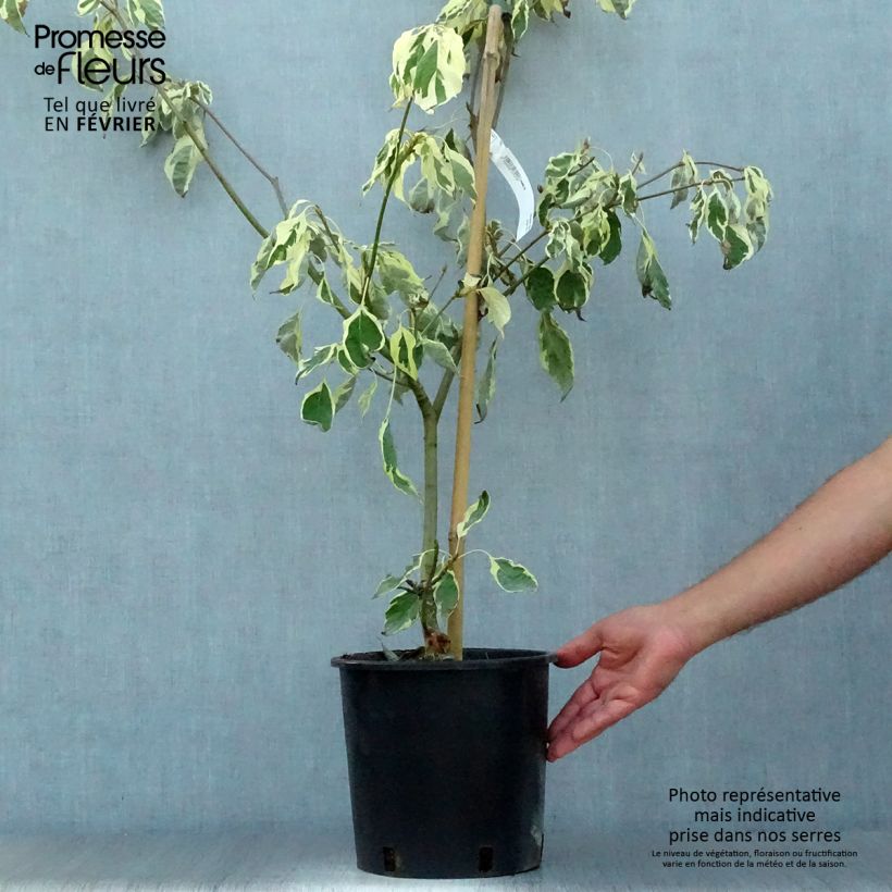 Amostra de Cornus controversa Variegata Vaso de 7,5 L/10 L tal como entregue no outono