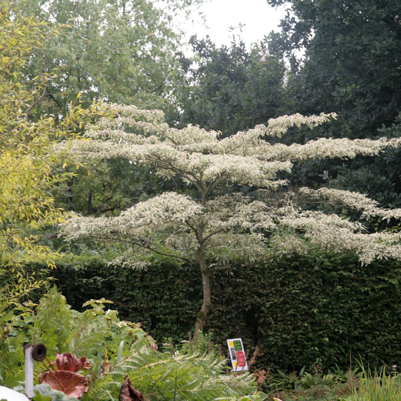 Cornus controversa Variegata (Hábito)