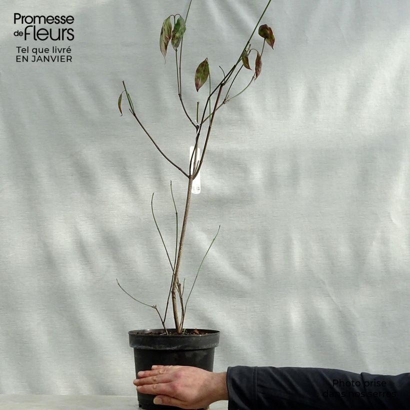 Amostra de Cornus florida Cherokee Chief - Cornouiller d'Amerique Vaso de 4 L/5 L tal como entregue no inverno