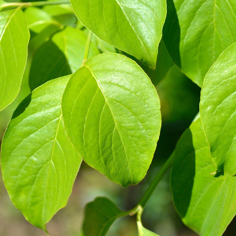 Corniso-da-flórida Cherokee Chief - Cornus florida (Folhagem)