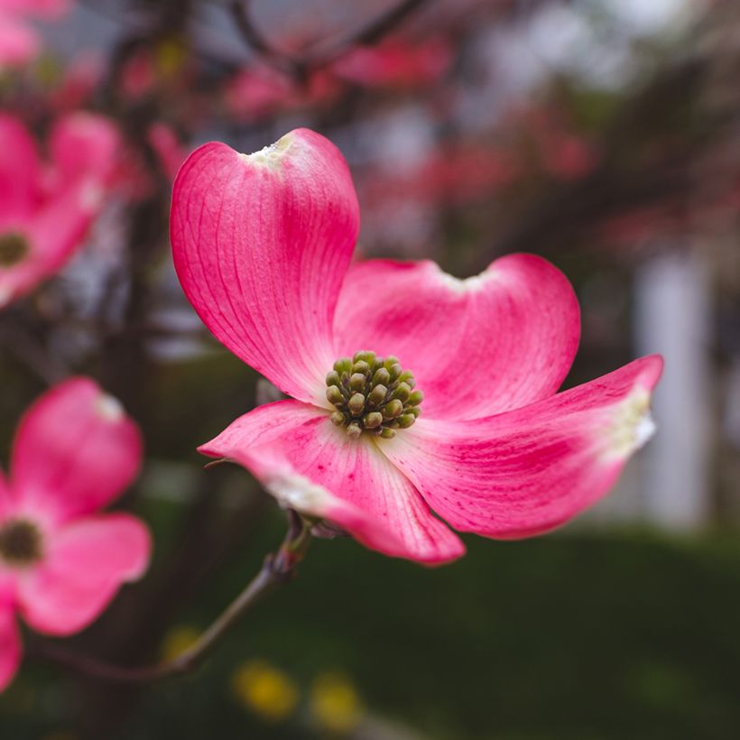 Corniso-da-flórida Cherokee Chief - Cornus florida (Floração)