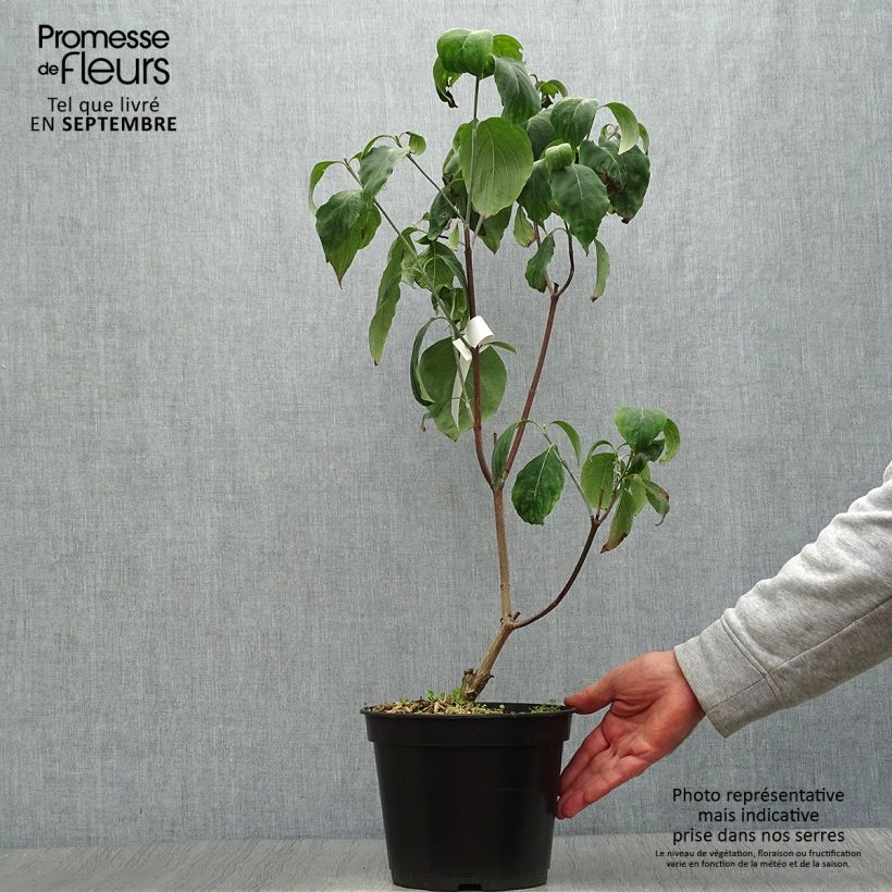 Amostra de Corniso-da-flórida Cherokee Chief - Cornus florida Vaso de 4 L/5 L tal como entregue no outono