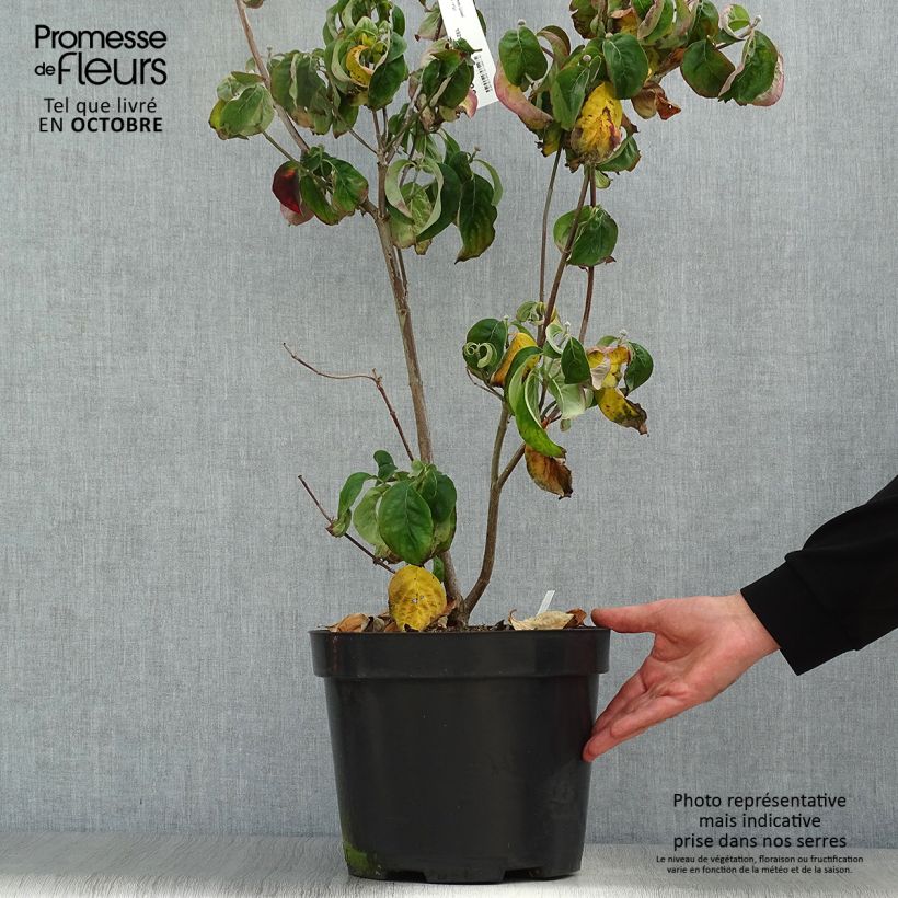 Amostra de Corniso-da-flórida Cherokee Chief - Cornus florida Vaso de 7,5 L/10 L tal como entregue no outono
