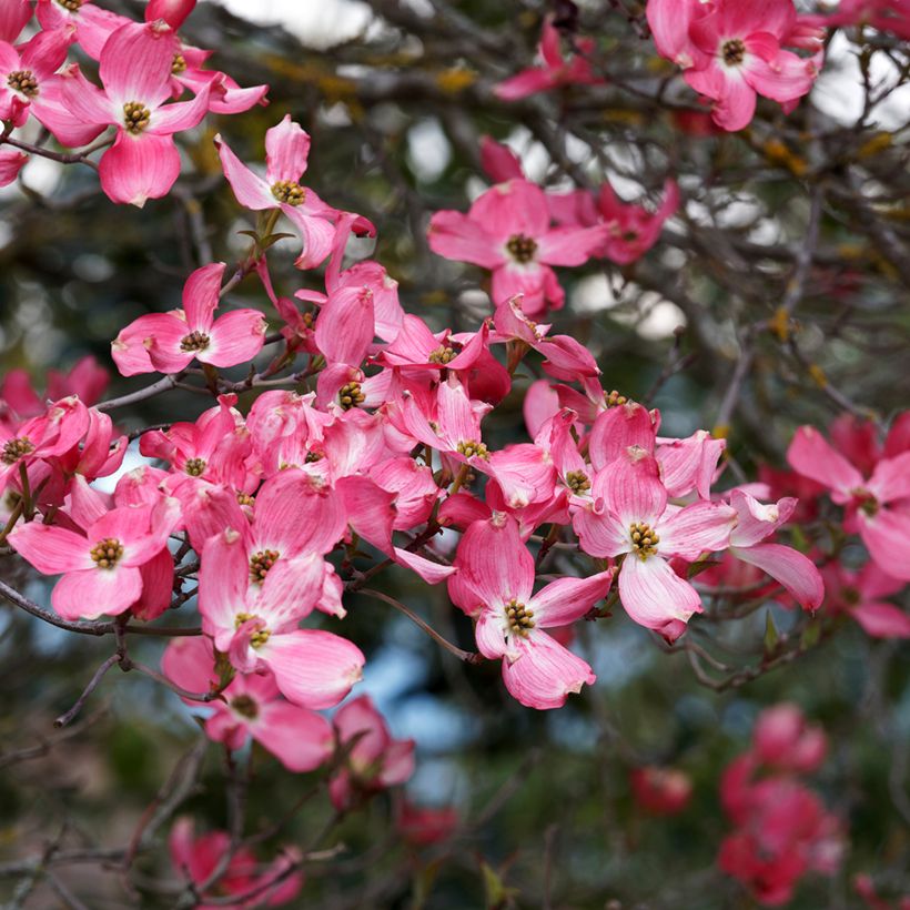 Corniso-da-flórida Cherokee Sunset - Cornus florida (Floração)