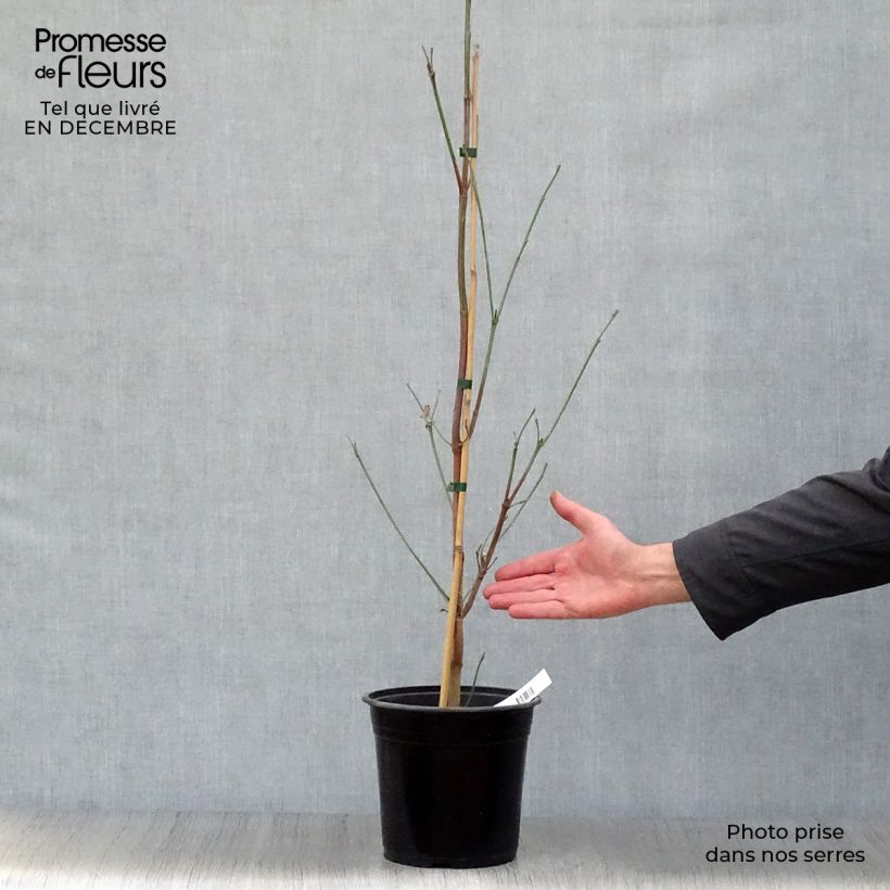 Amostra de Cornus florida Cloud Nine - Cornouiller à fleurs d'Amérique. Vaso de 4 L/5 L tal como entregue no inverno