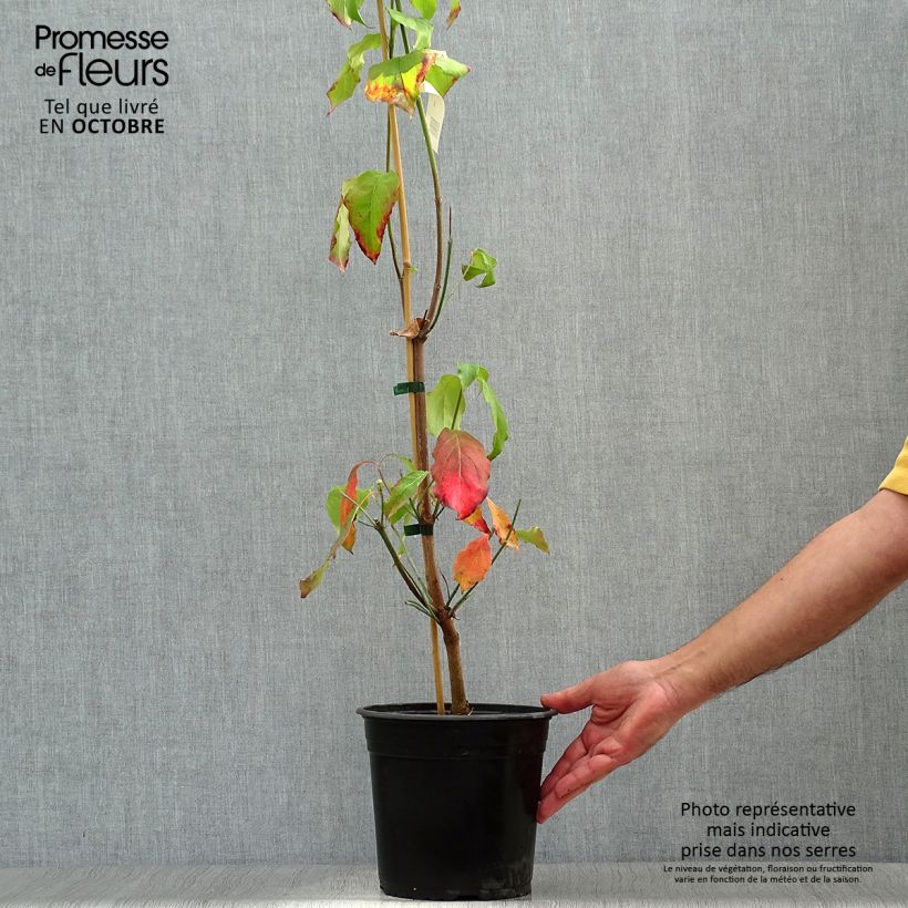 Amostra de Corniso-da-flórida Cloud Nine - Cornus florida Vaso de 4 L/5 L tal como entregue no outono