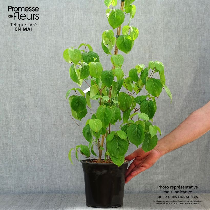 Amostra de Corniso-da-flórida Cloud Nine - Cornus florida Vaso de 4 L/5 L tal como entregue na primavera