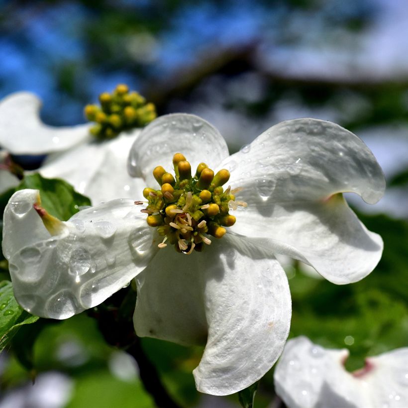 Corniso-da-flórida - Cornus florida (Floração)