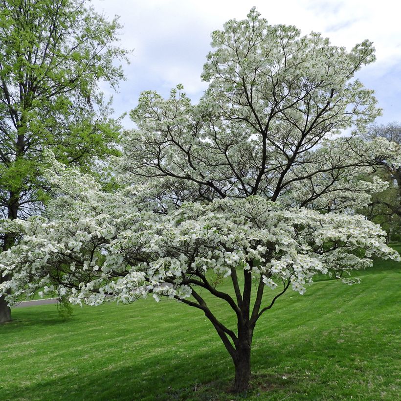 Corniso-da-flórida - Cornus florida (Hábito)