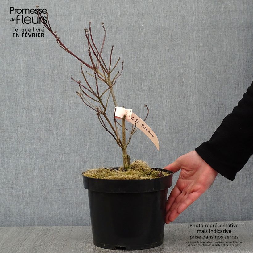 Amostra de Cornus florida Firebird - Cornouiller à fleurs d'Amérique Vaso de 4 L/5 L tal como entregue no inverno