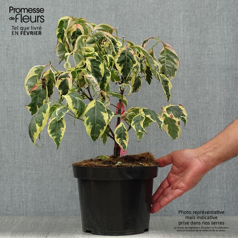 Amostra de Corniso-da-flórida Firebird - Cornus florida Vaso de 4 L/5 L tal como entregue no outono