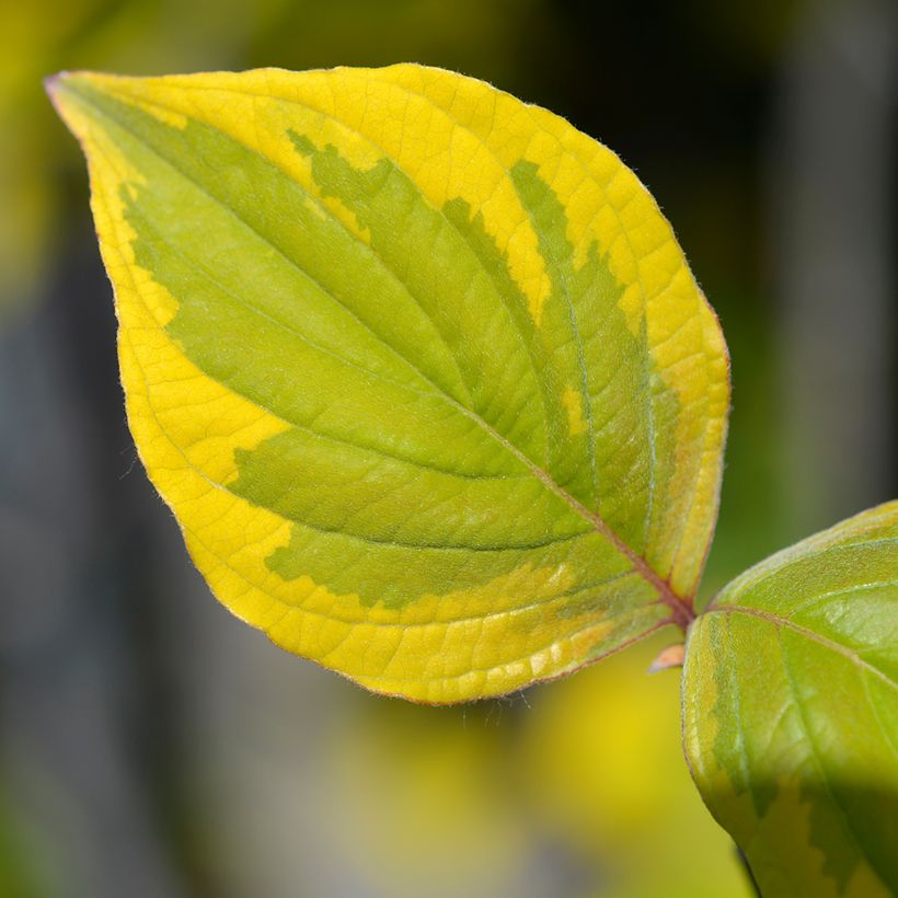 Corniso-da-flórida Rainbow - Cornus florida (Folhagem)