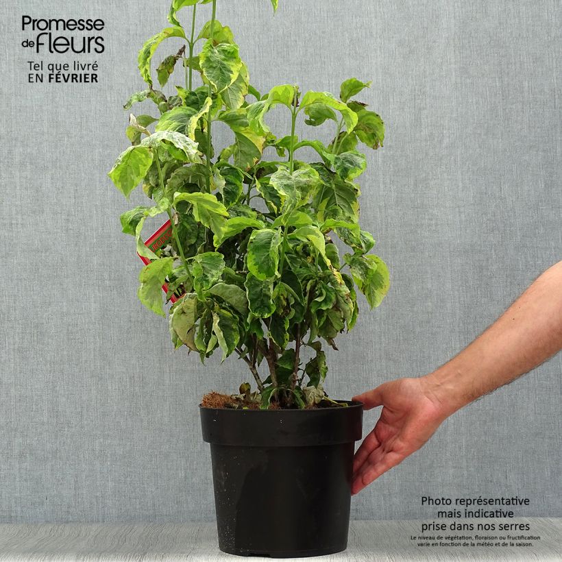 Amostra de Corniso-da-flórida Rainbow - Cornus florida Vaso de 6 L/7 L tal como entregue no outono