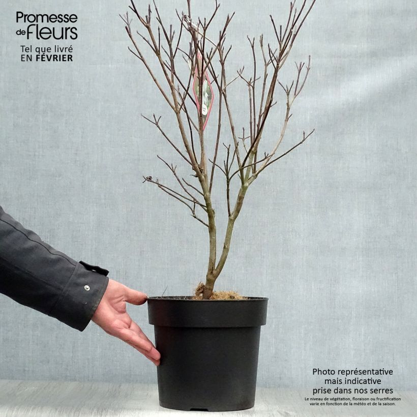 Amostra de Cornus florida Rainbow - Cornouiller de Floride panaché Vaso de 6 L/7 L tal como entregue no inverno