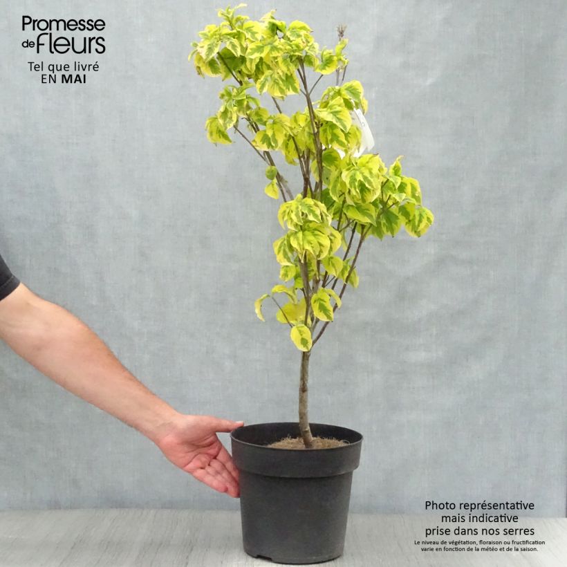 Amostra de Corniso-da-flórida Rainbow - Cornus florida Vaso de 6 L/7 L tal como entregue na primavera