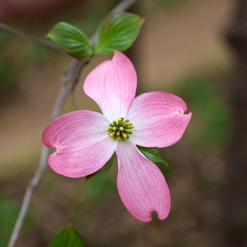 Corniso-da-flórida Rubra - Cornus florida (Floração)
