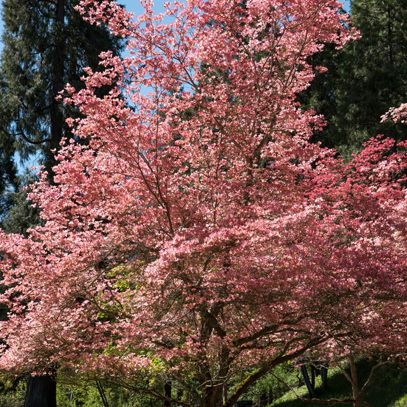 Corniso-da-flórida Rubra - Cornus florida (Hábito)