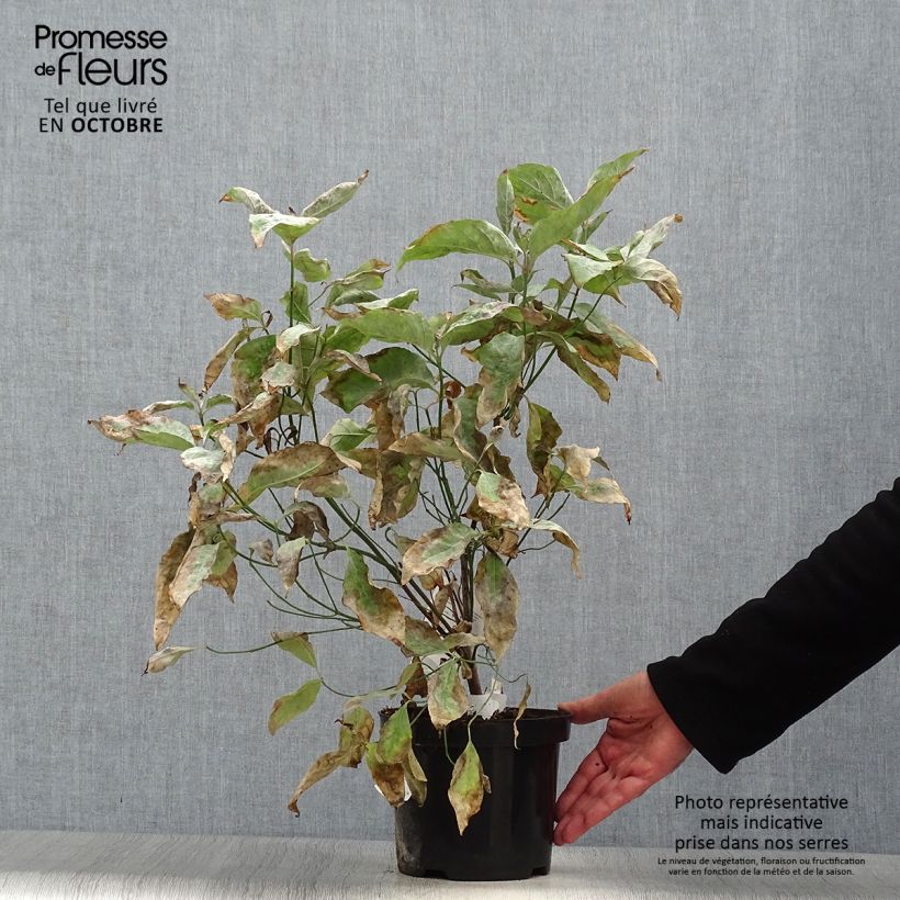 Amostra de Corniso-da-flórida - Cornus florida Vaso de 2 L/3 L tal como entregue no outono