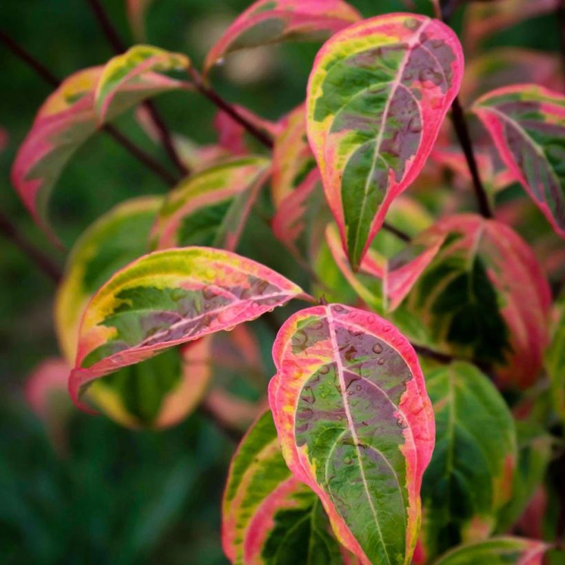 Cornus × rutgersensis Celestial Shadow (Folhagem)