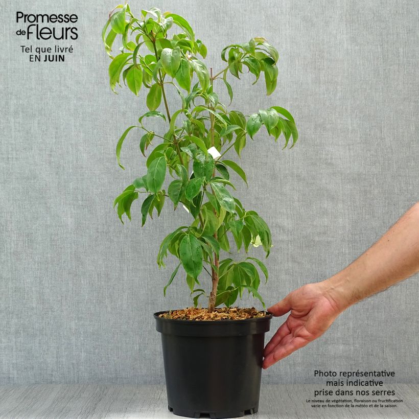 Amostra de Cornus hongkongensis Vaso de 2 L/3 L tal como entregue no verão