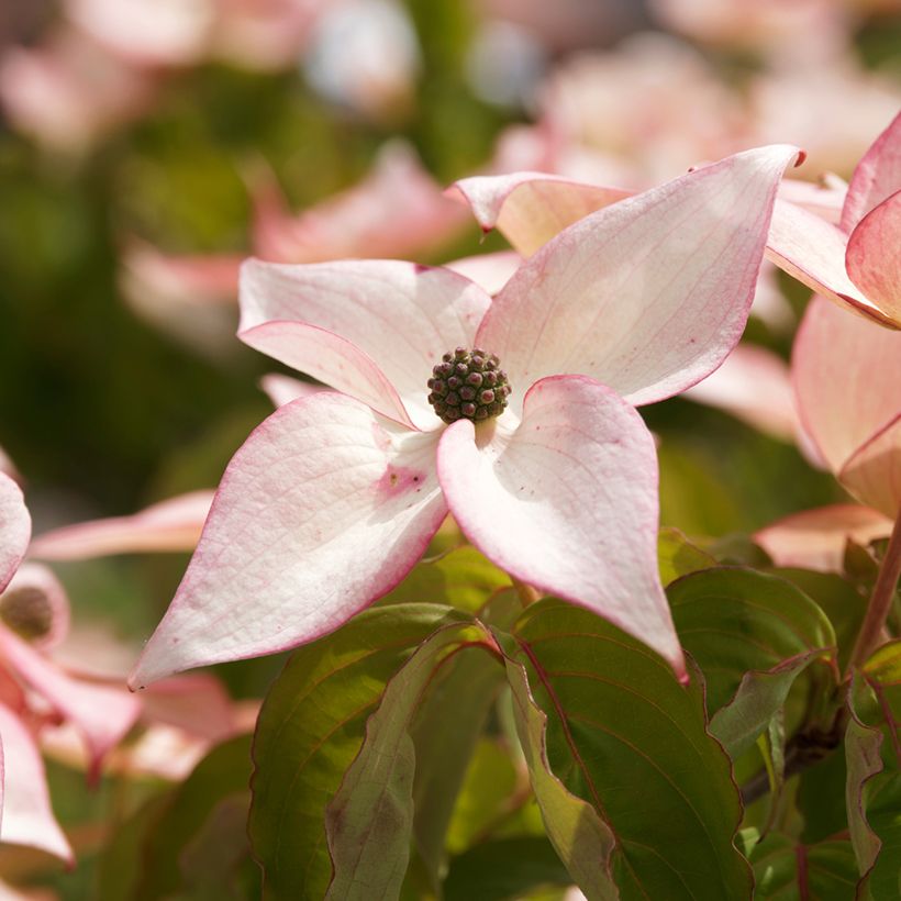 Corneiro-do-japão Beni-fuji - Cornus kousa (Floração)