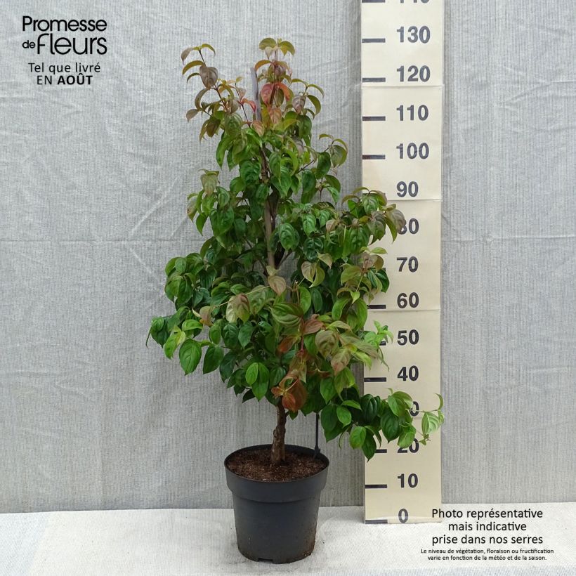 Amostra de Córnio-do-japão Blooming Pink Tetra - Cornus kousa × angustata Vaso de 7,5 L/10 L tal como entregue no verão