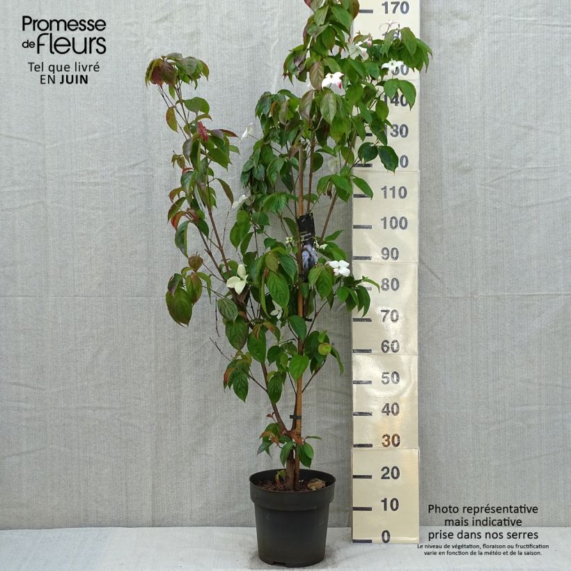 Amostra de Córnio-do-japão Blooming White Tetra - Cornus kousa × angustata Vaso de 4 L/5 L tal como entregue na primavera