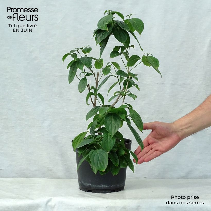 Amostra de Corneiro-do-japão Cappuccino - Cornus kousa Vaso de 6 L/7 L tal como entregue no verão