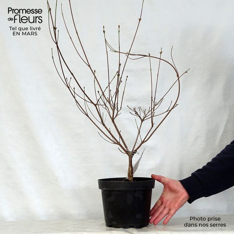 Amostra de Corneiro-do-japão Cappuccino - Cornus kousa Vaso de 6 L/7 L tal como entregue na primavera